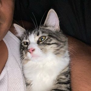 Meet your Posher, Steven